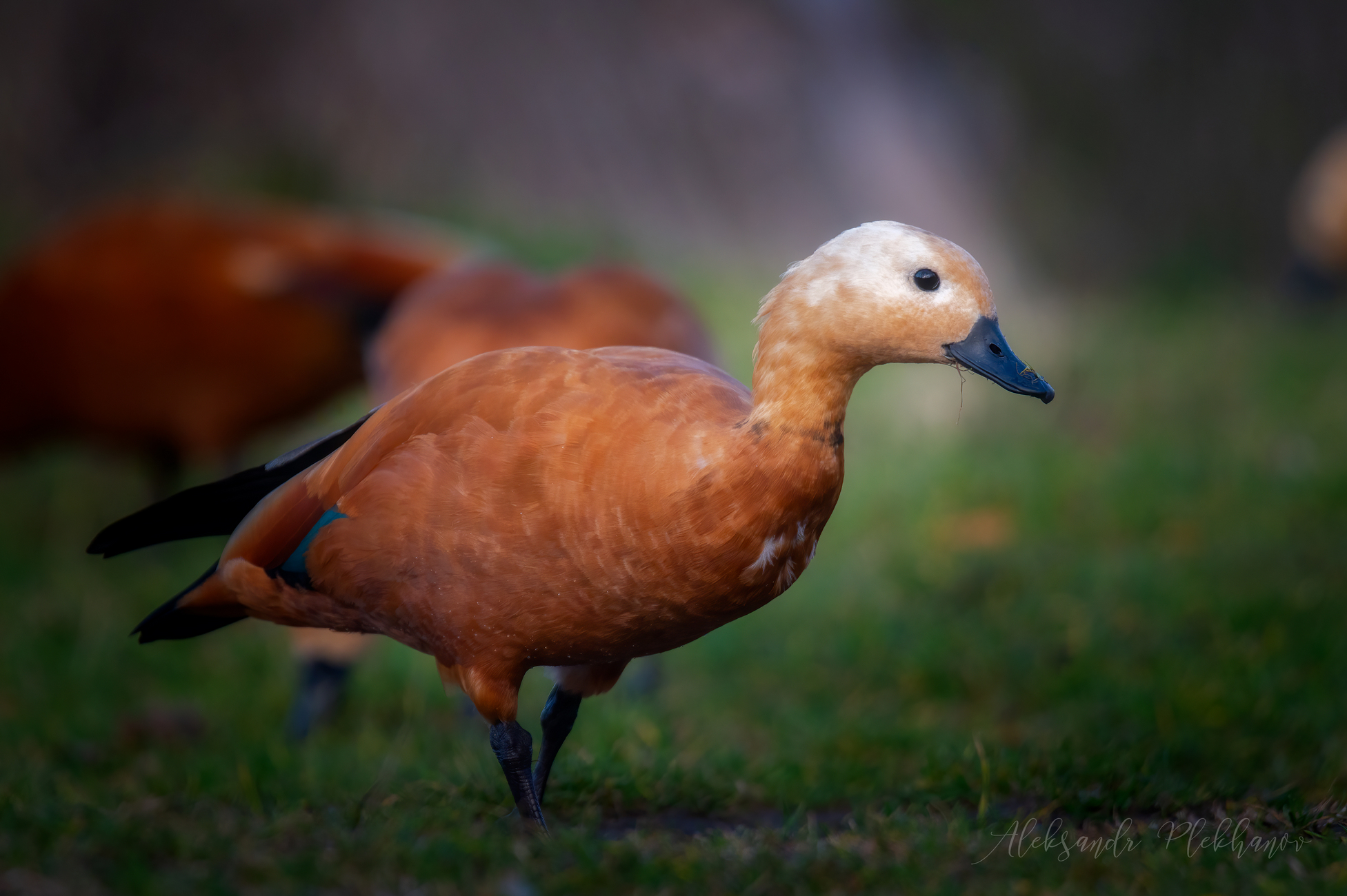 Огарь пасётся на травке