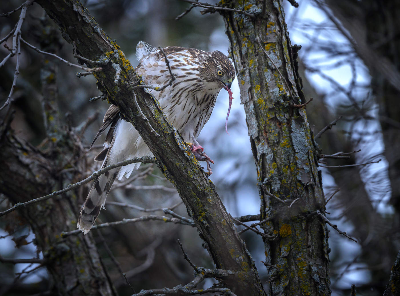 Cooper's hawk (immature)