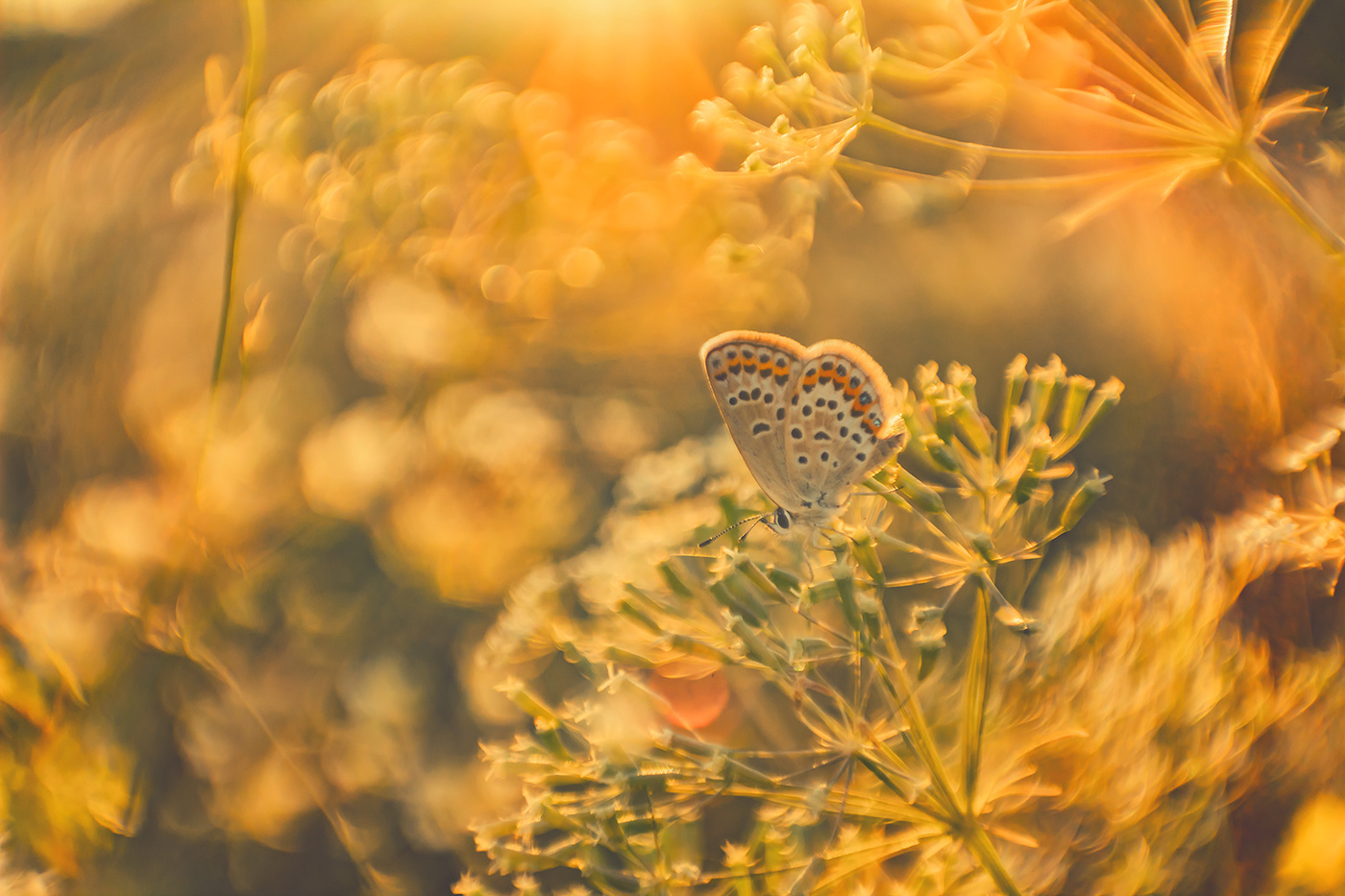 Картинки из лета