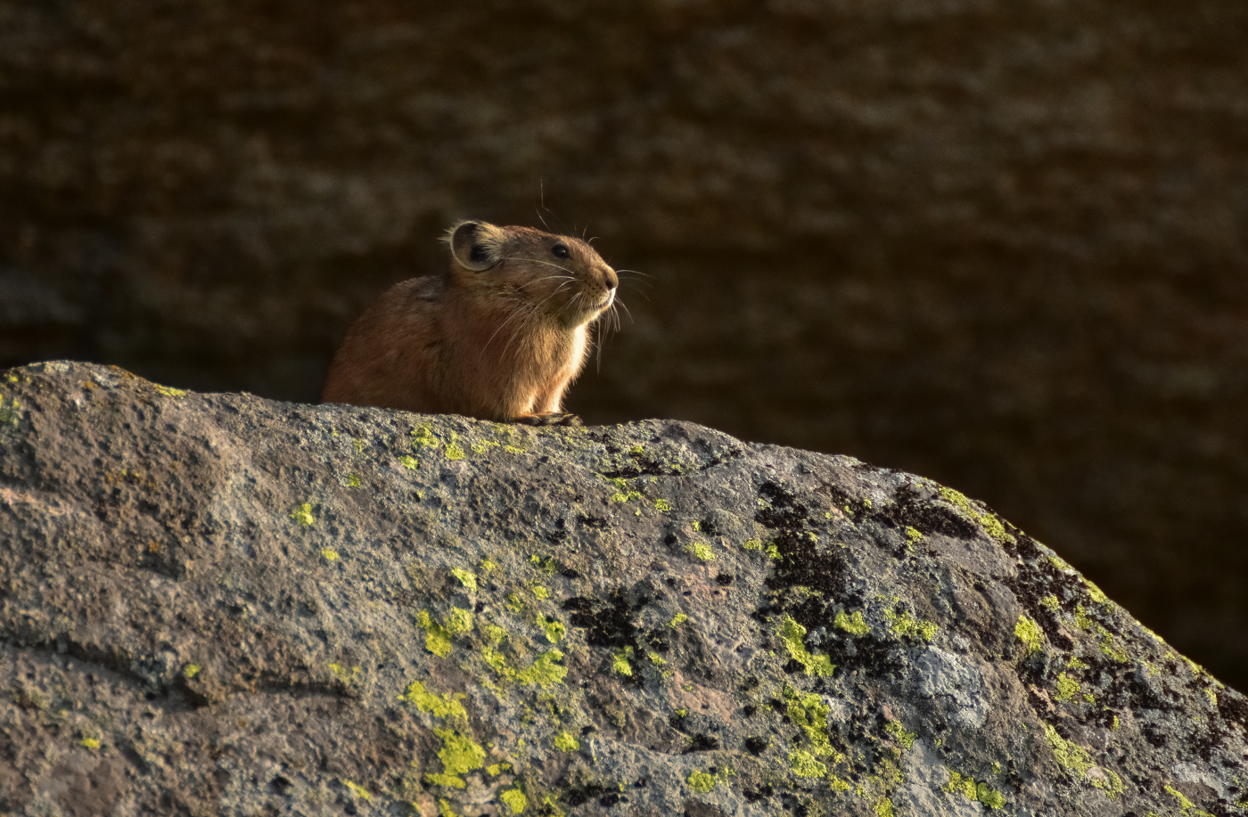 Горная пищуха