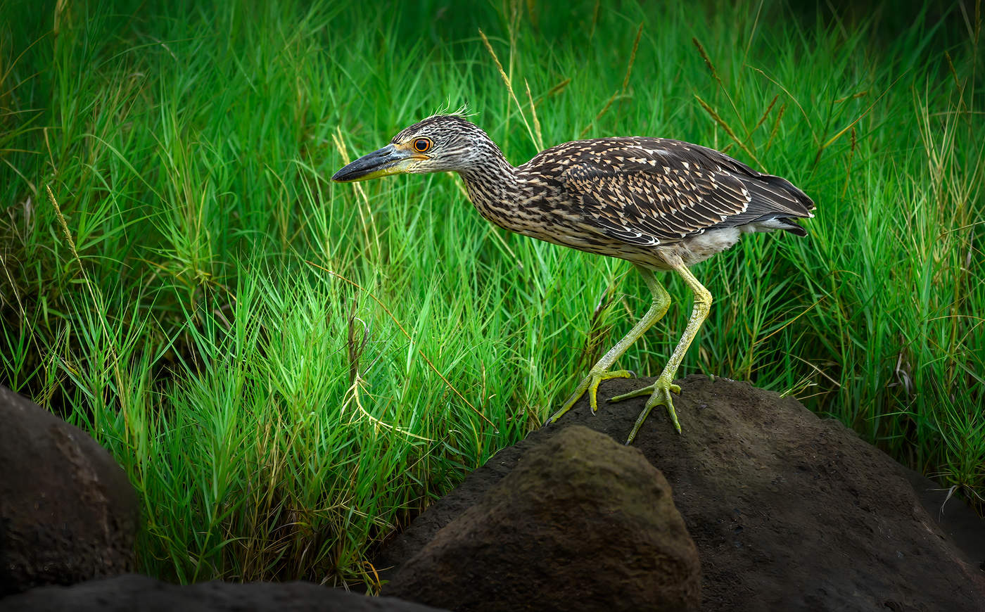 Yellow-crowned night heron (juvenile)