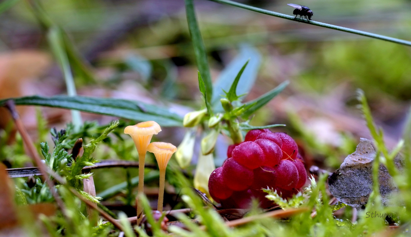 Лесная малина.