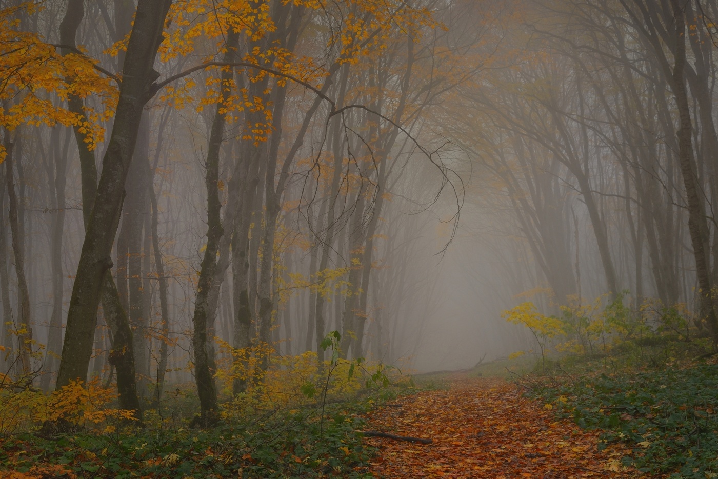 Туманное утро