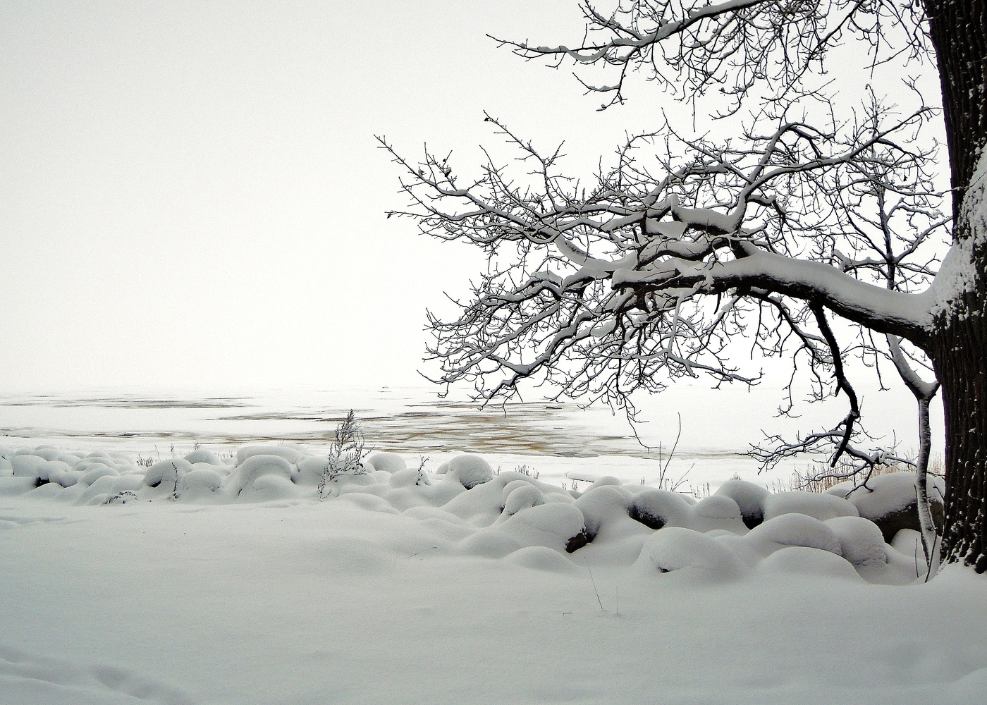 снежное безмолвие