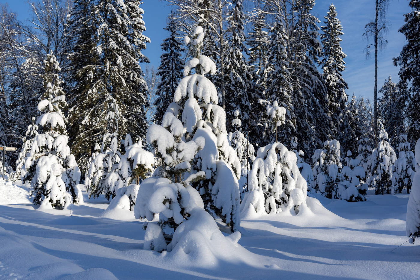 Морозный день