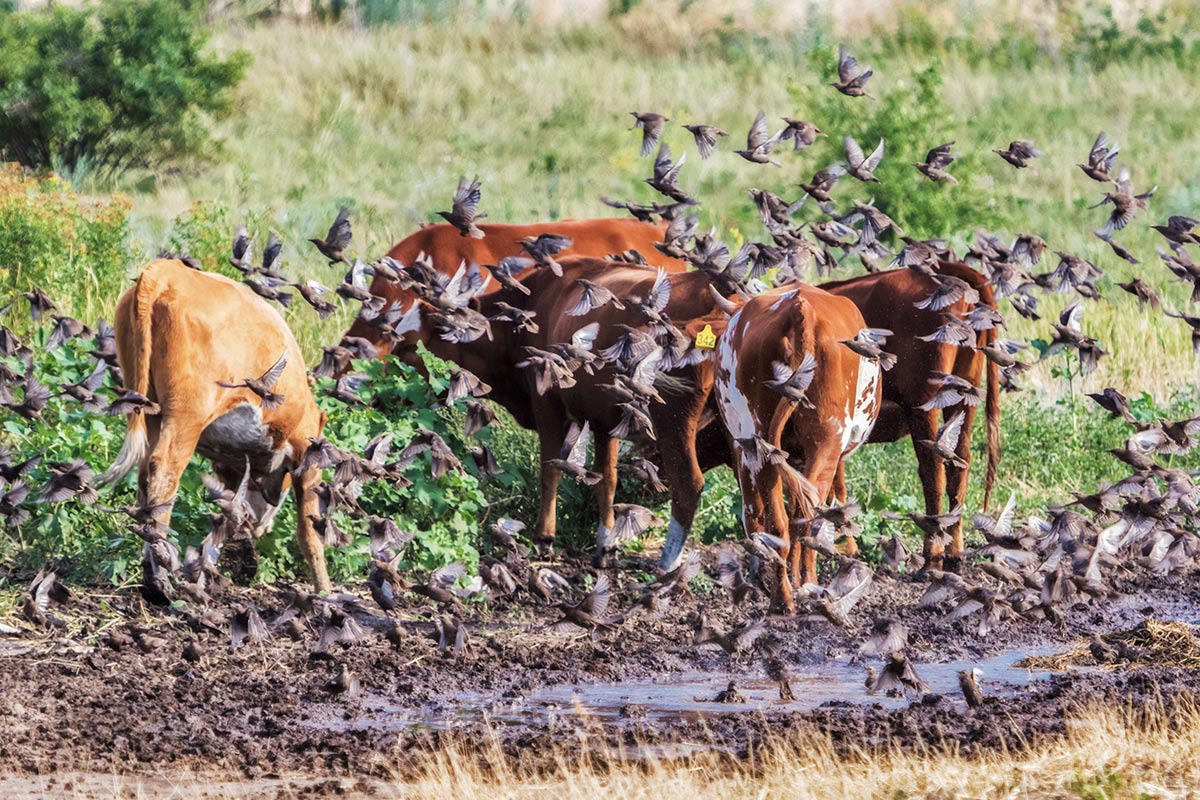 Скворцы и коровы
