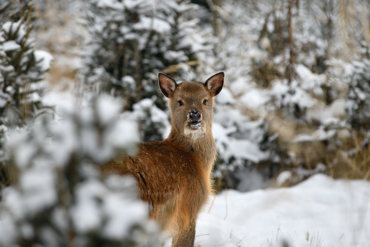 в зимнем лесу