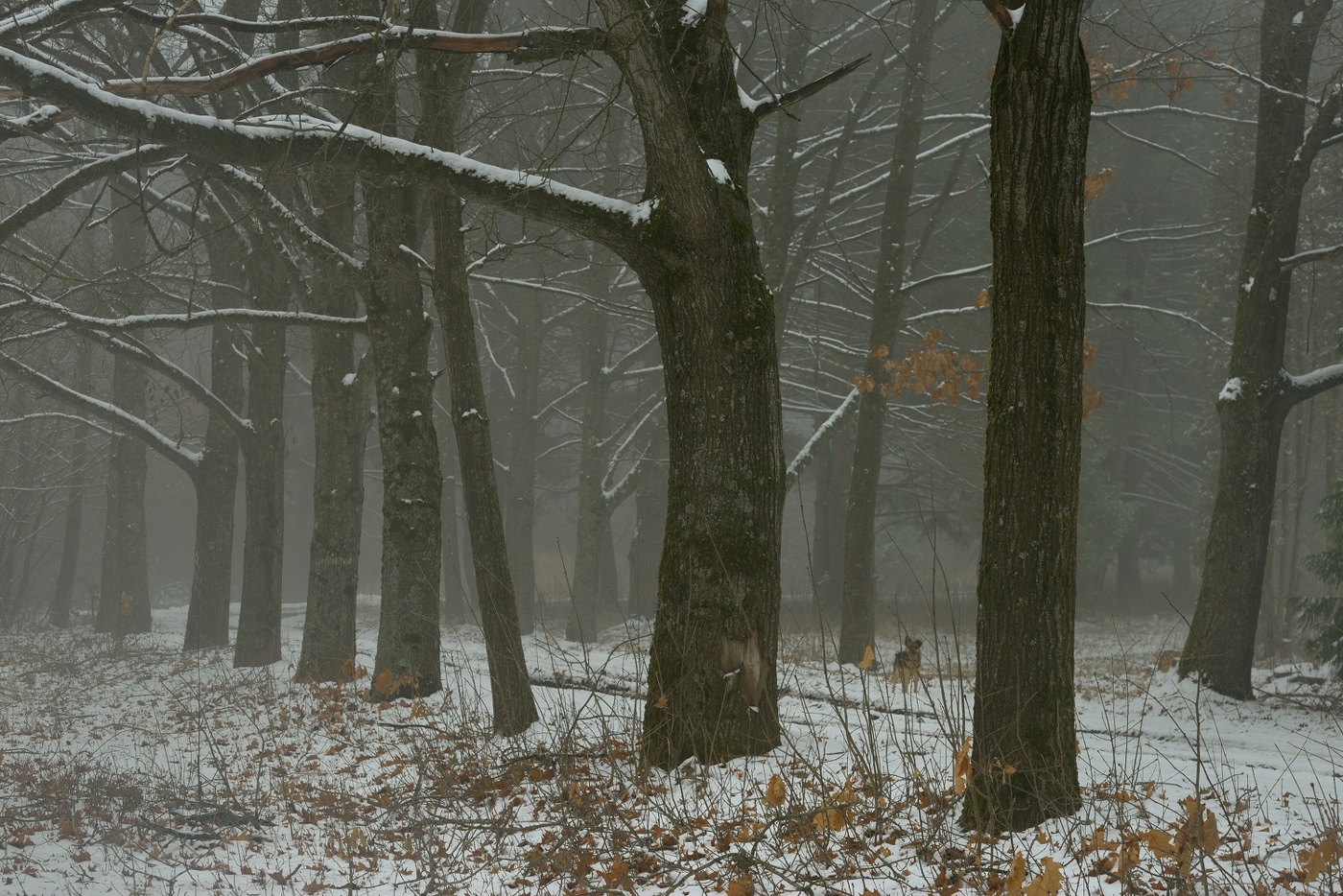 Первый снег