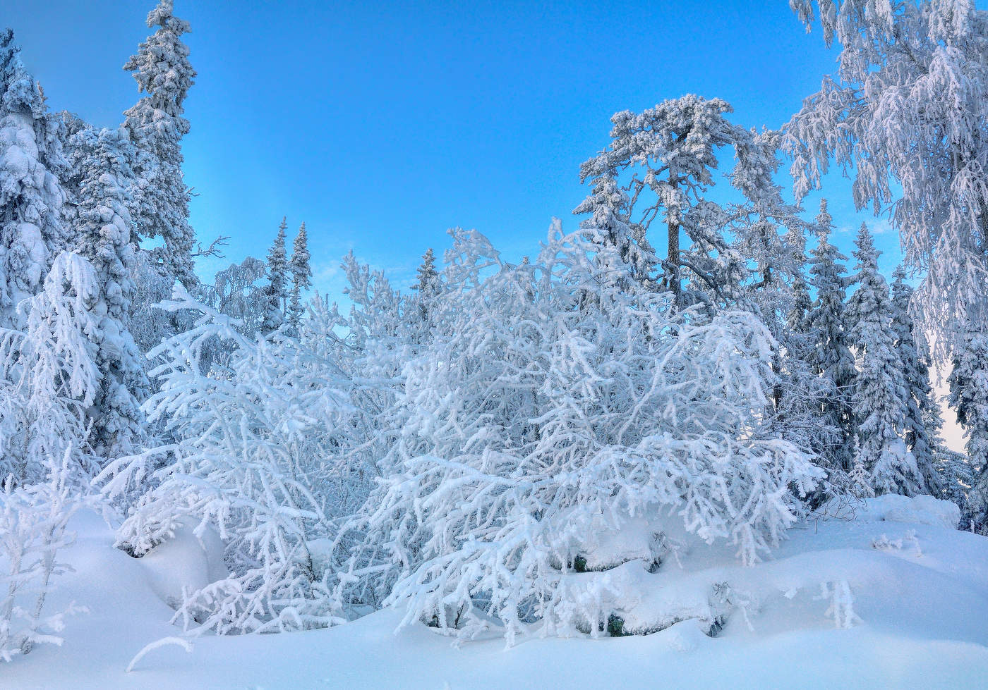 Морозные кружева