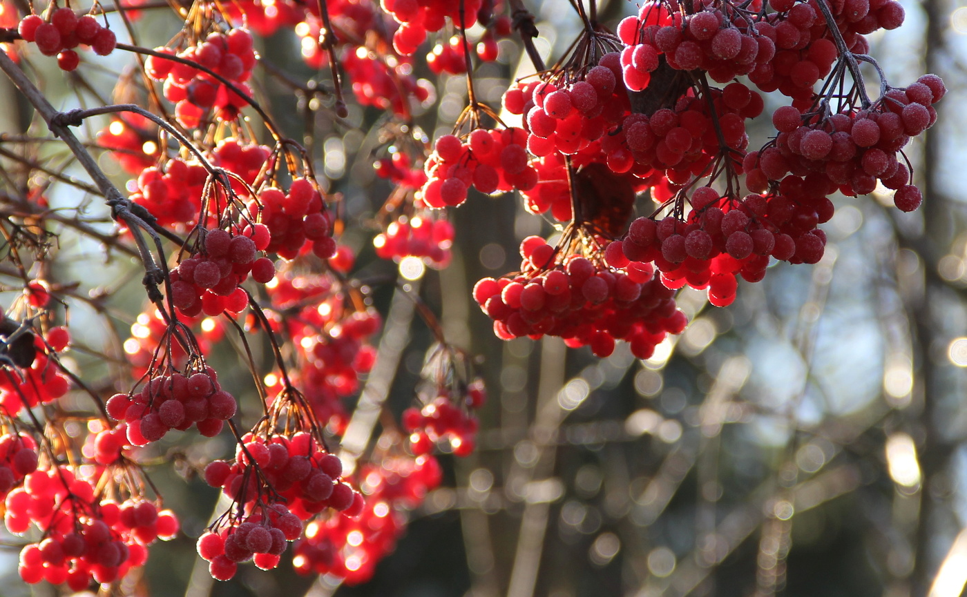 Калина красная.