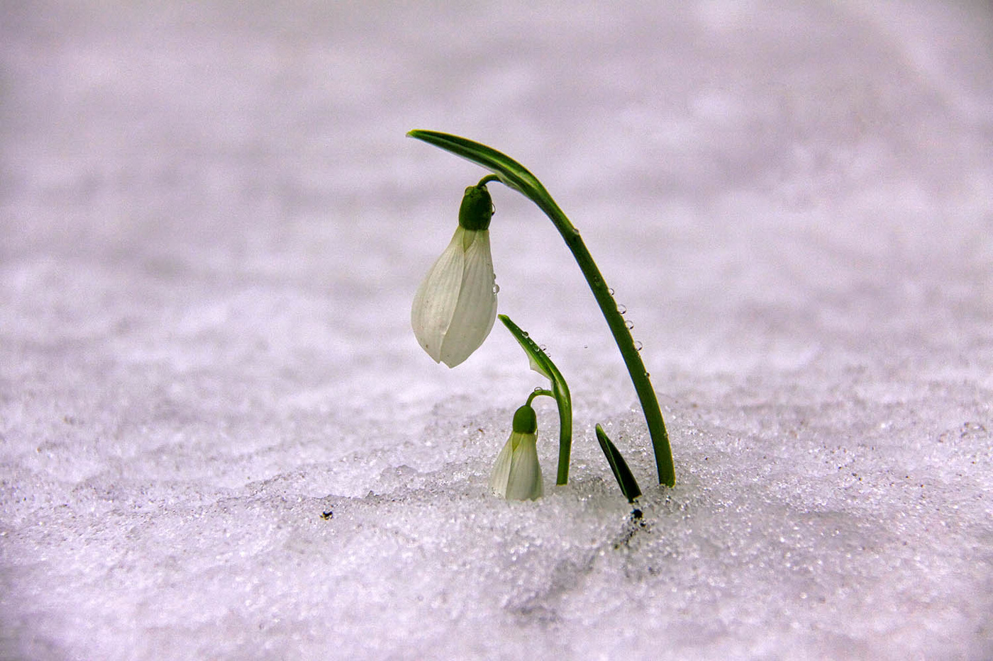 Настоящий подснежник