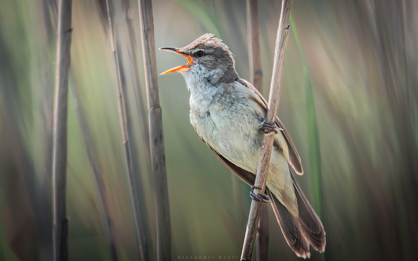 Голосящая в тростниках