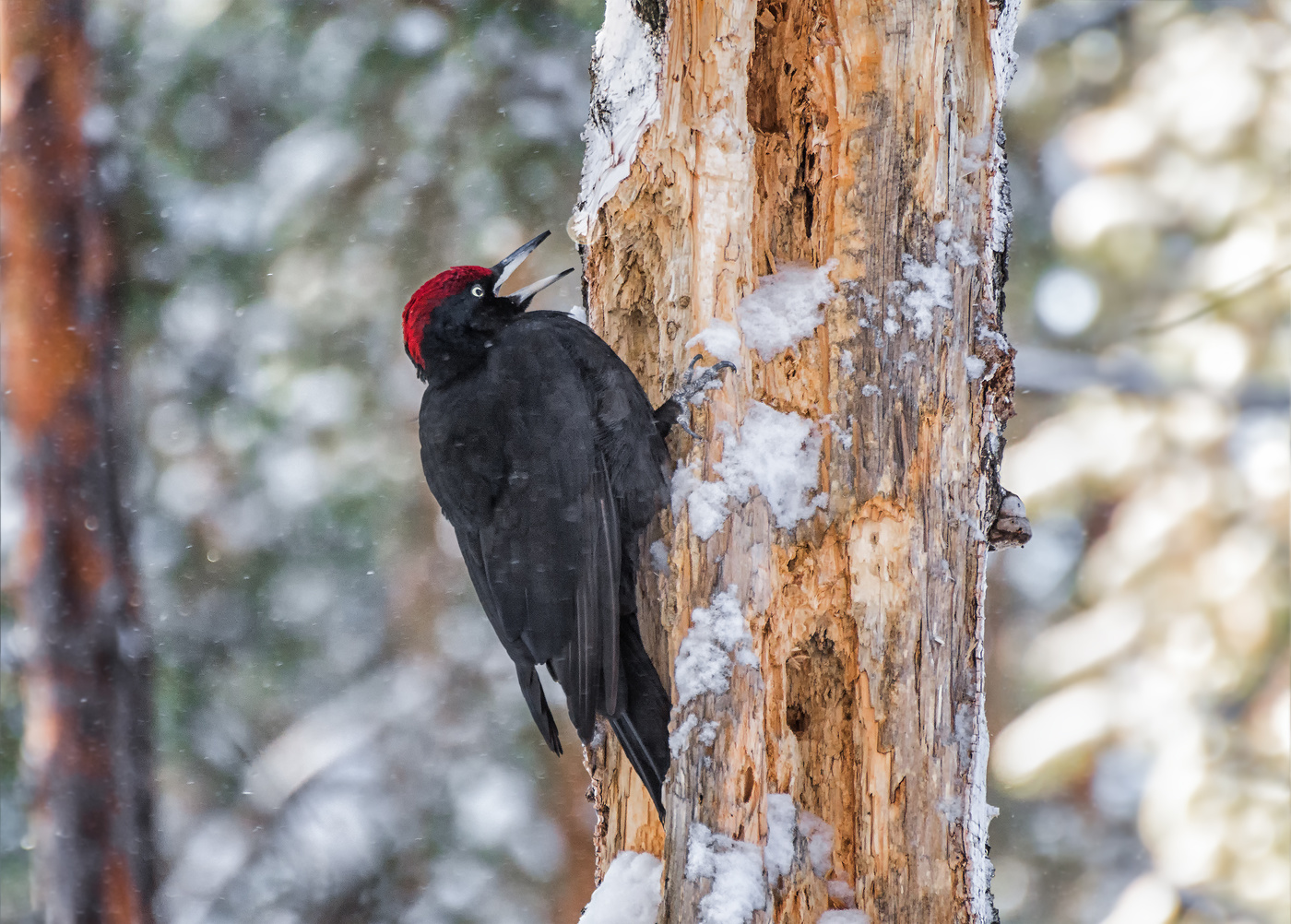 желна и эмоции..