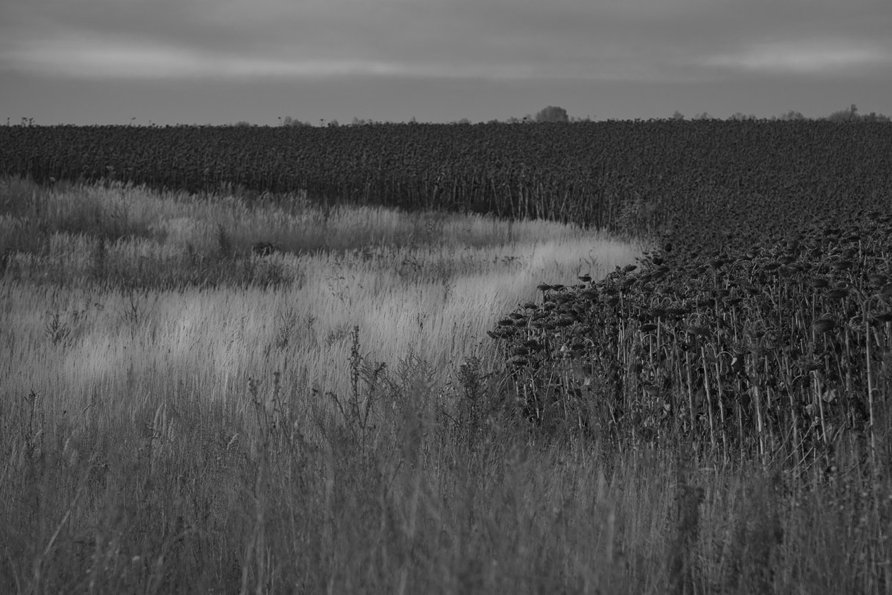 Подсолнухи