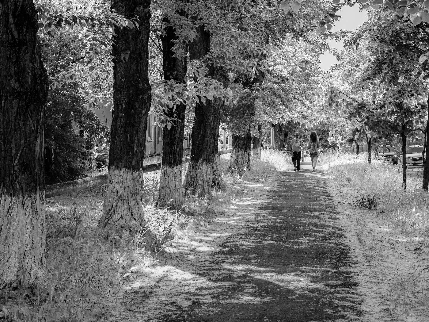 Тополиный пух,жара,июнь.