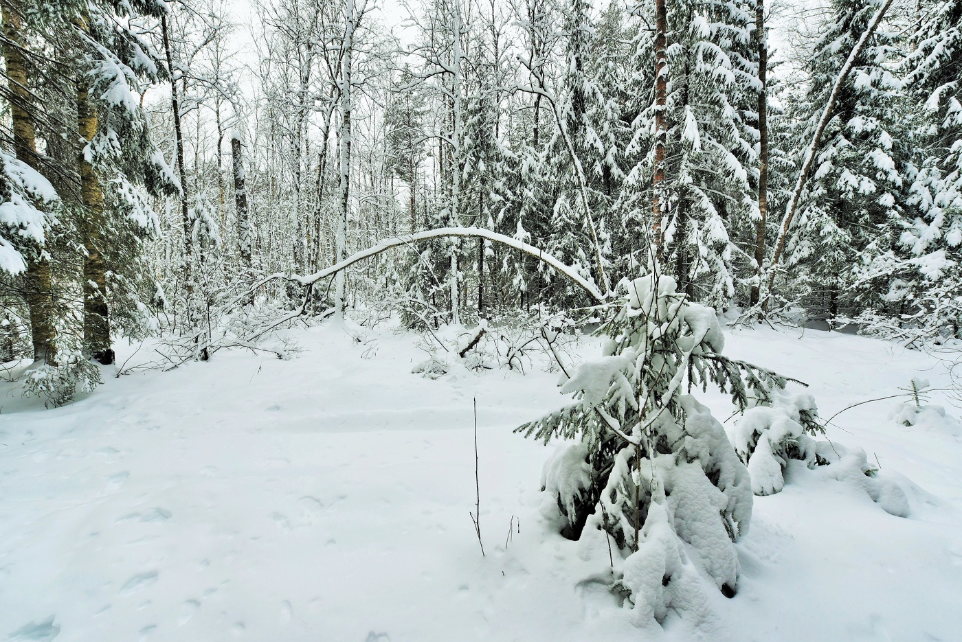 "От метелей и зимней стужи, поозябли деревья в лесу..."