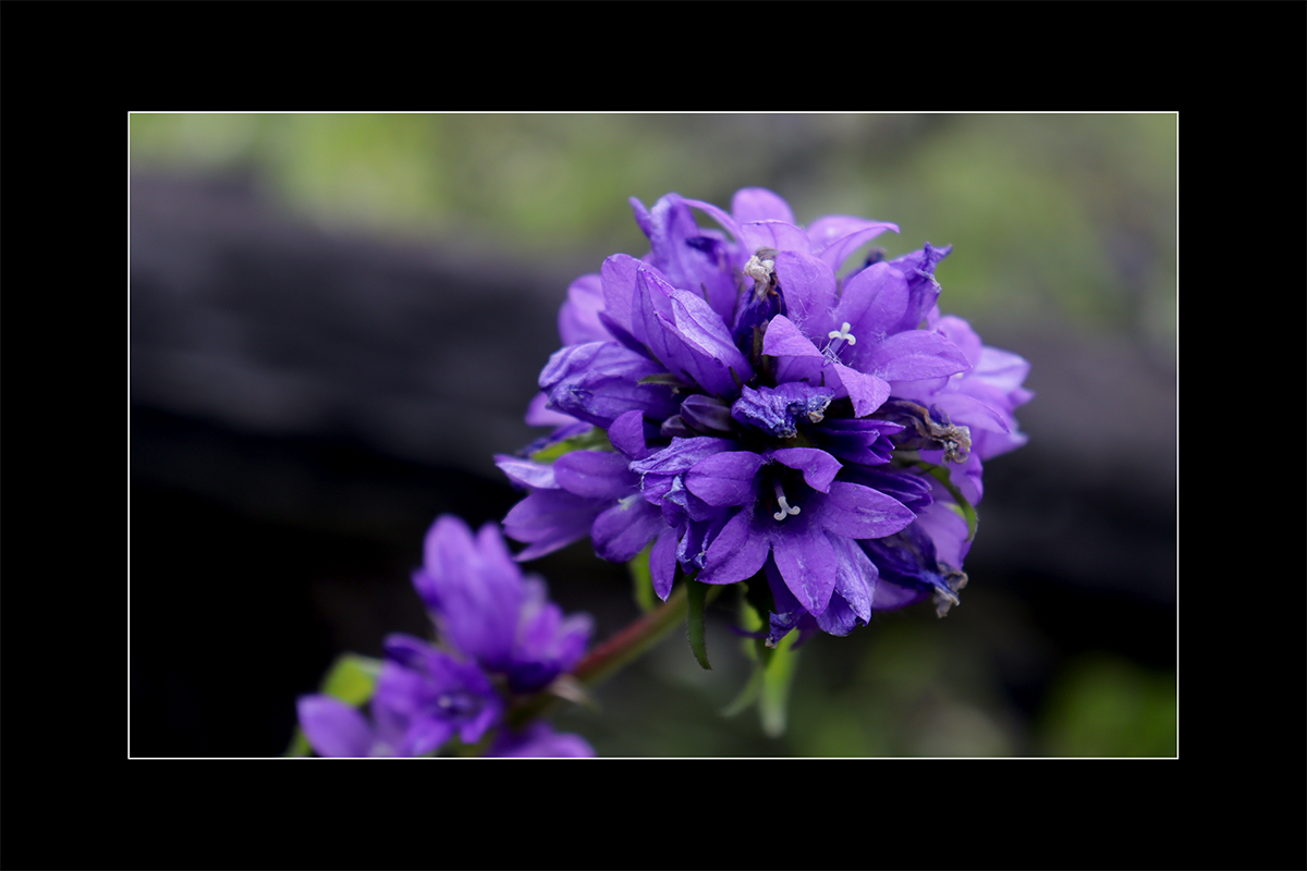 Воспоминание о лете