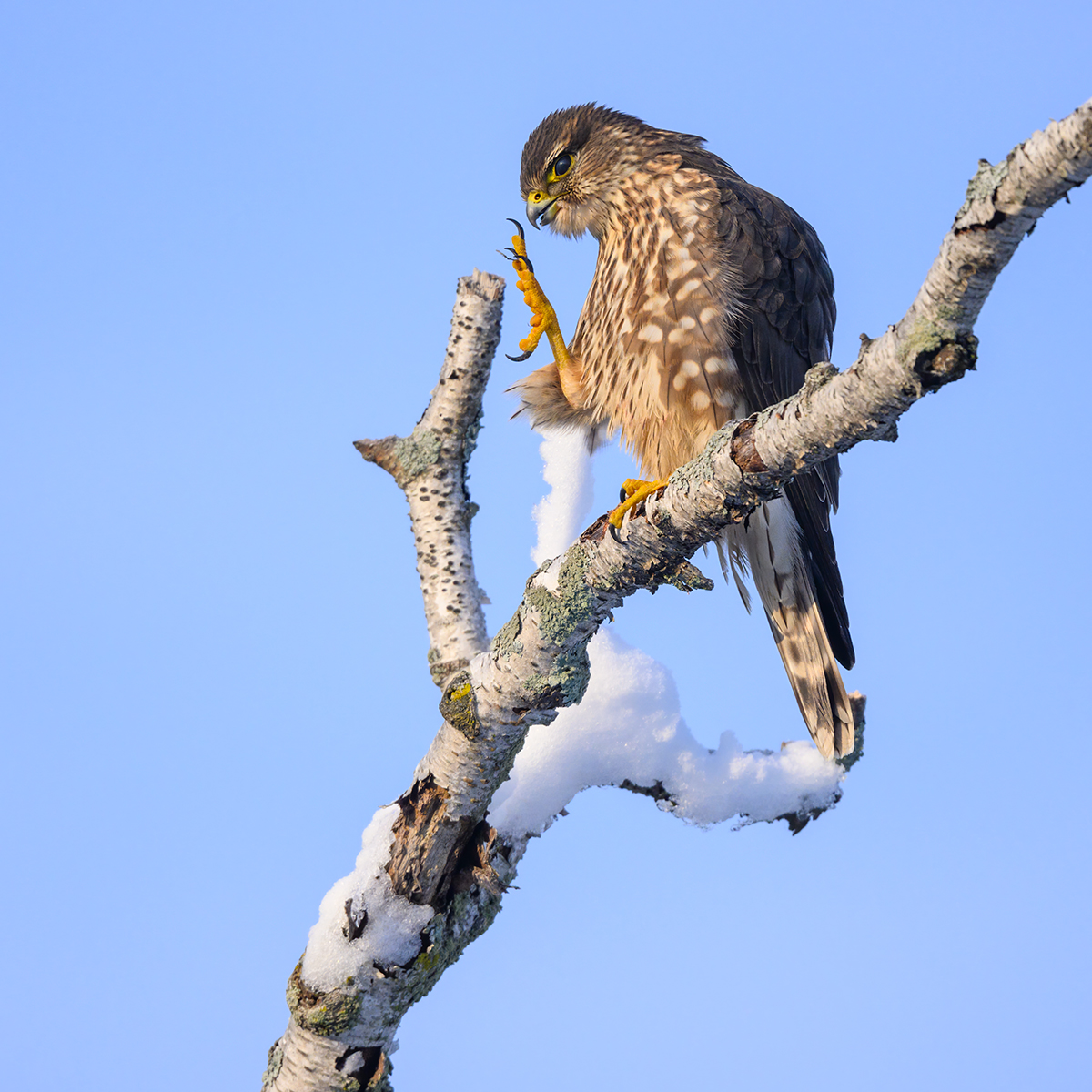 Merlin (Falco columbarius)