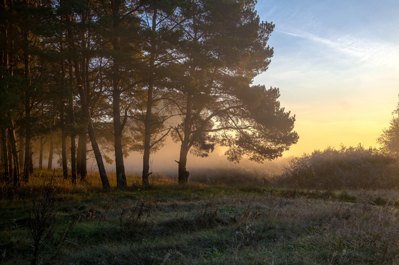 Утро в лесу.