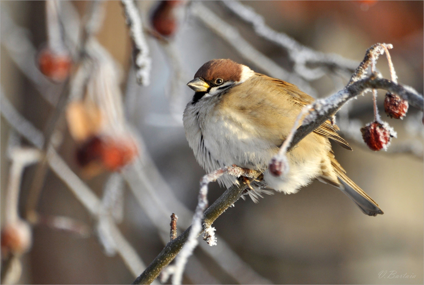 Опять зима...