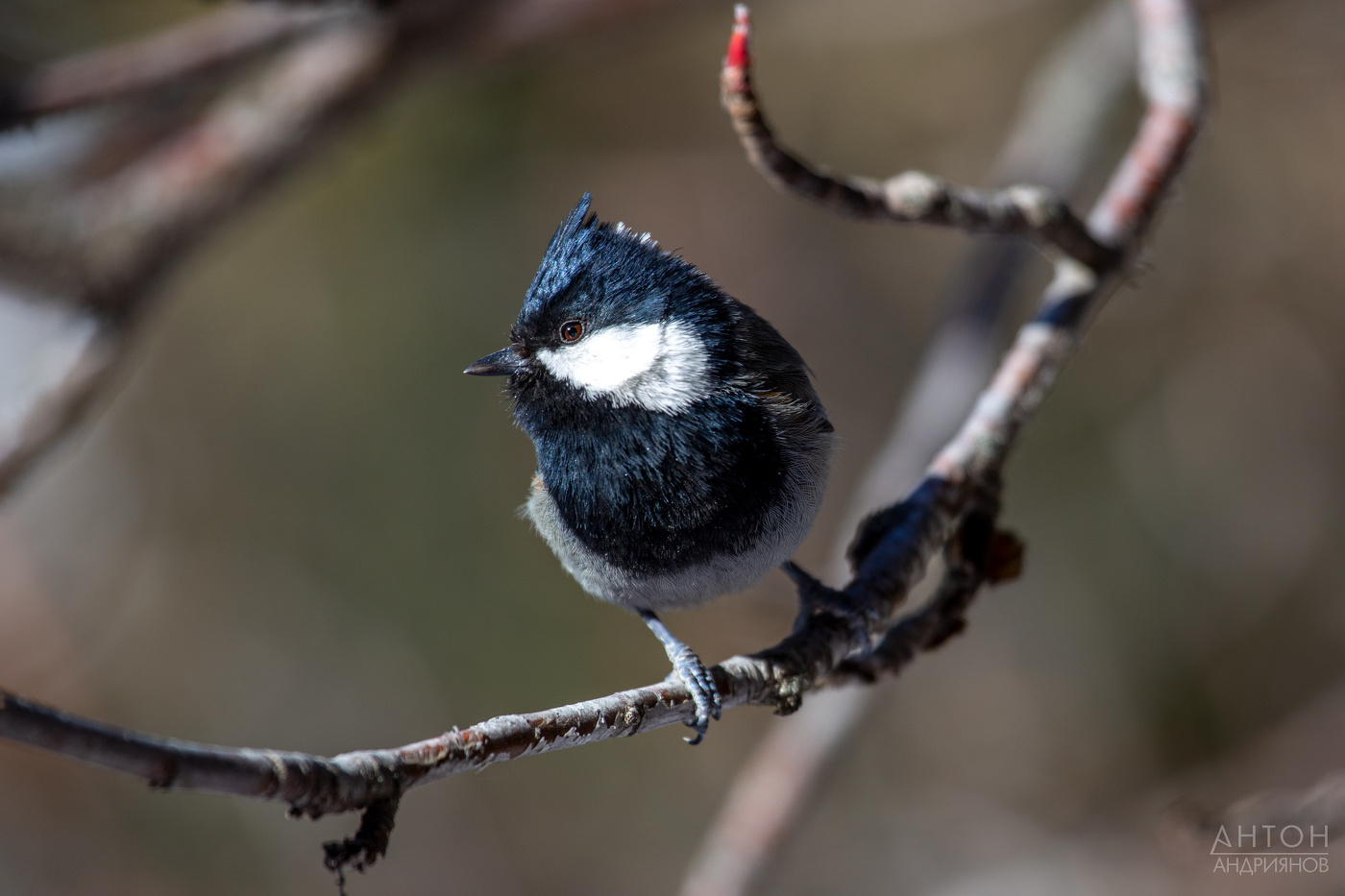 Рыжешейная синица