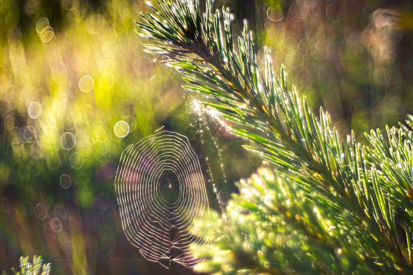 Солнечные сети