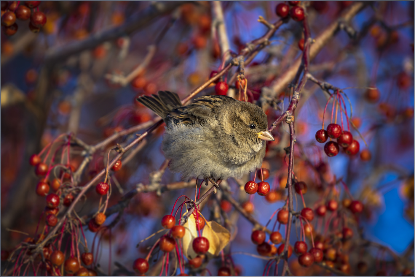 Воробышек в яблоках