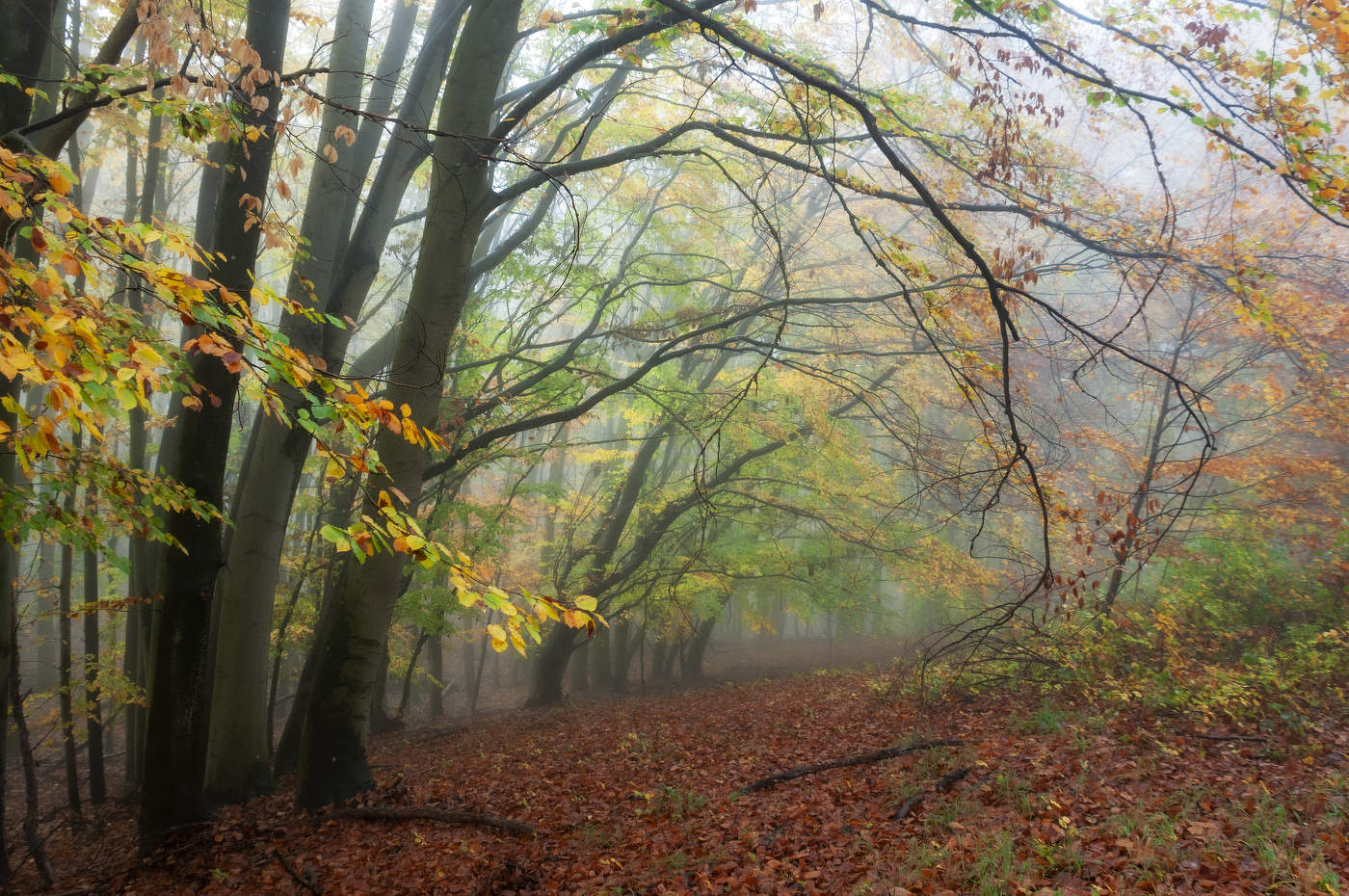 Осенний лес