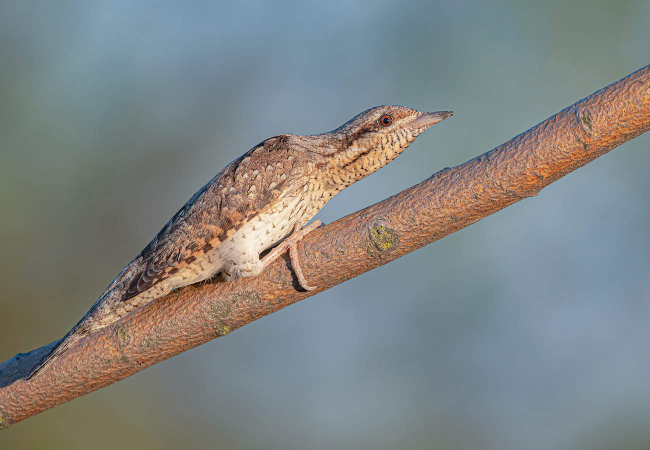 Вертишейка