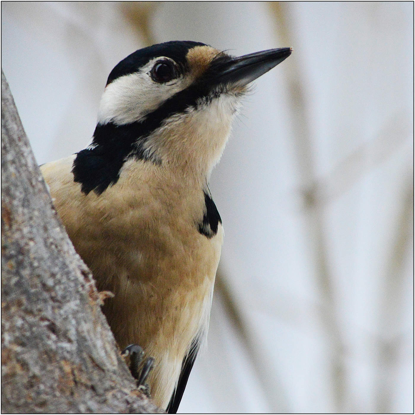 Самка Большого Пестрого Дятла