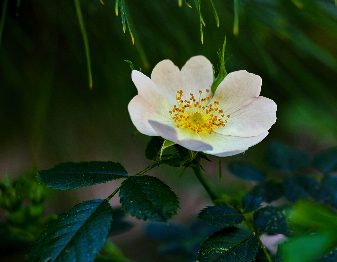 Морозным снежным днём вдруг вспомнилось о лете...