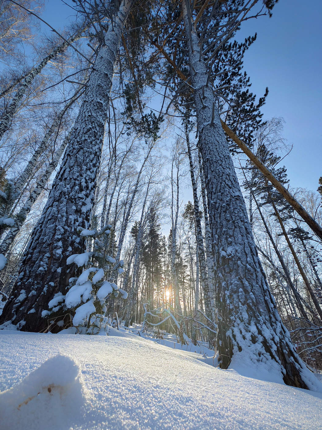Утро в лесу