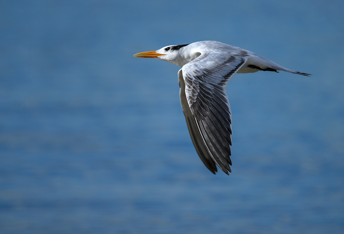 Royal Tern (Nonbreeding Adult)