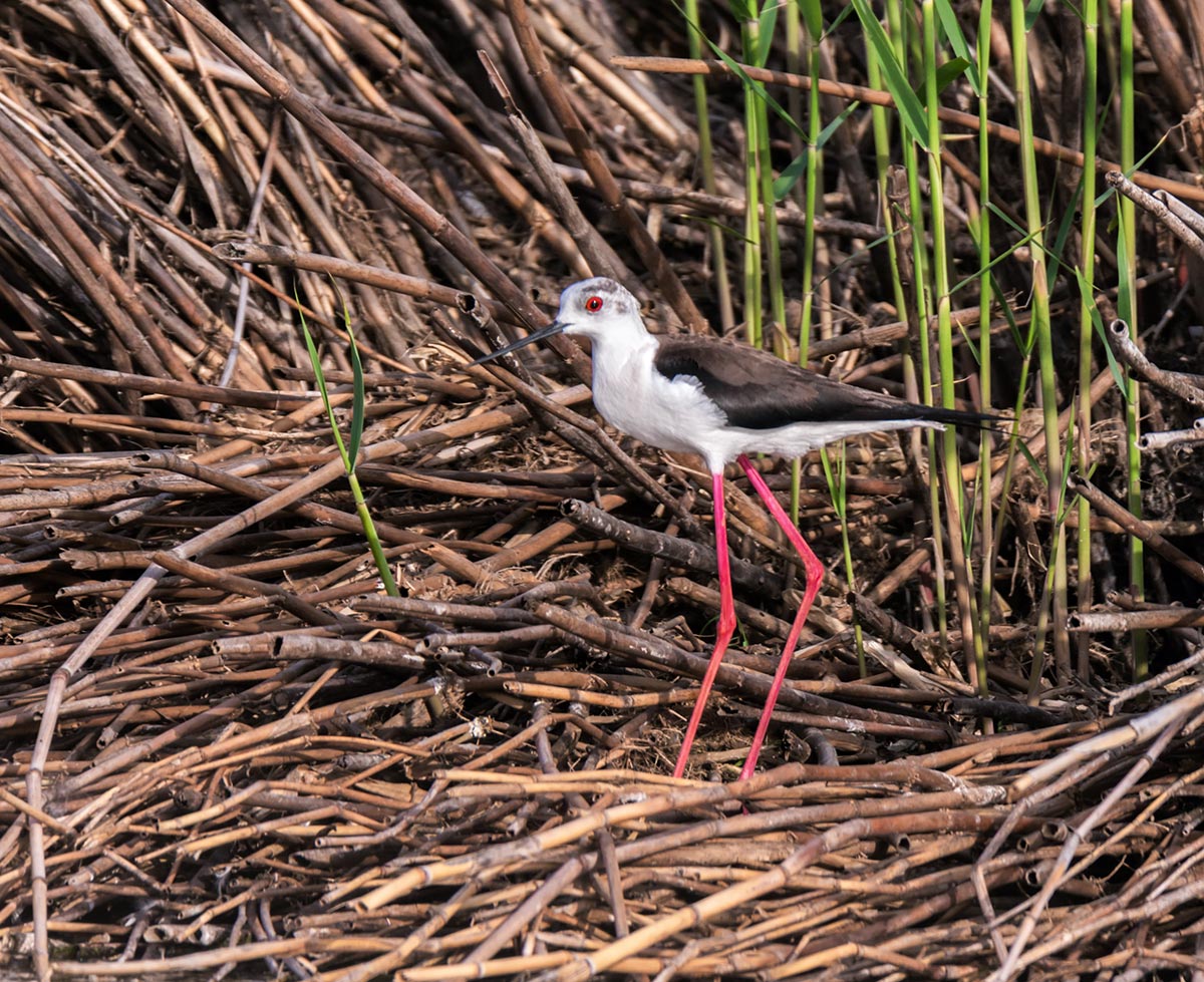 Ходулочник
