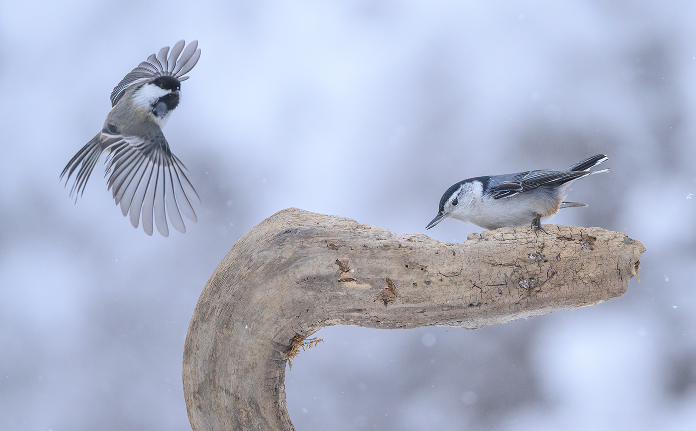 White-breasted nuthatch vs. Black-capped chickadee