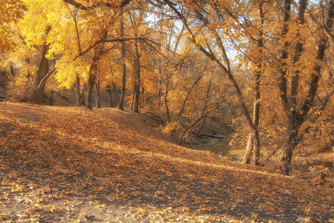 Осеннее утро