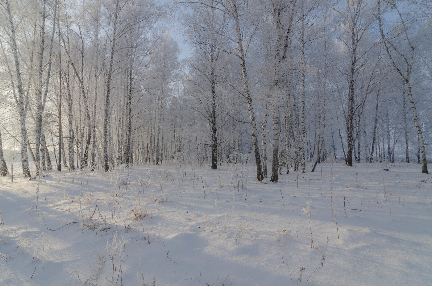 Березовая роща зимой.