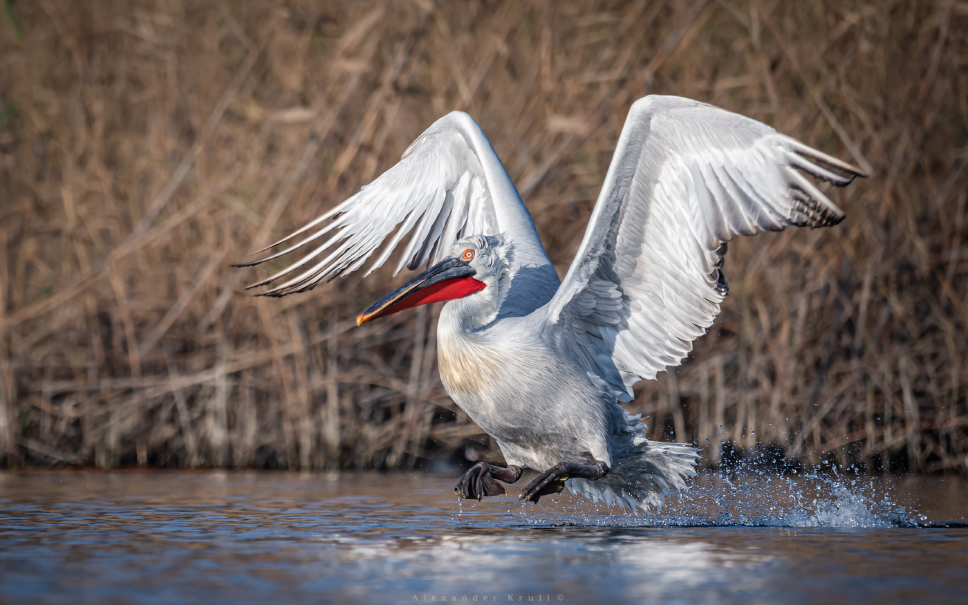 Распростёрши крылья