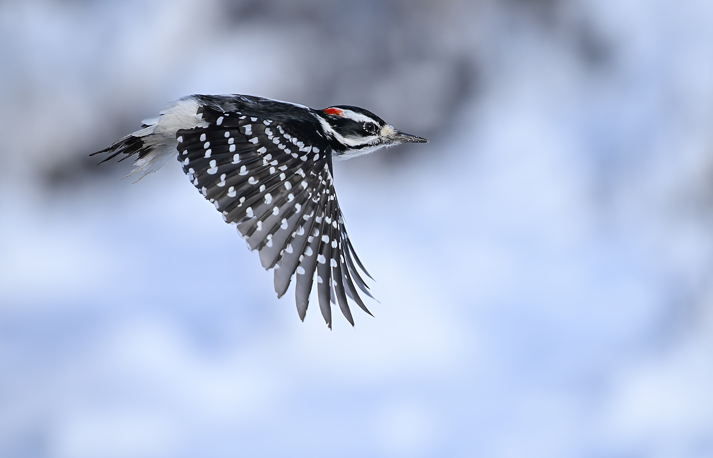 Hairy woodpecker (male)