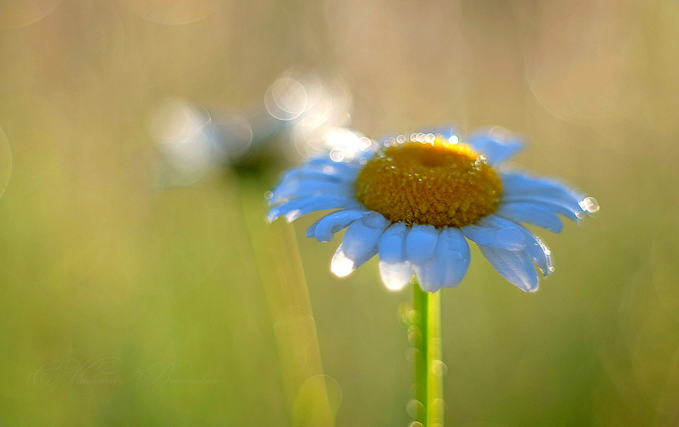Солнечная ромашка