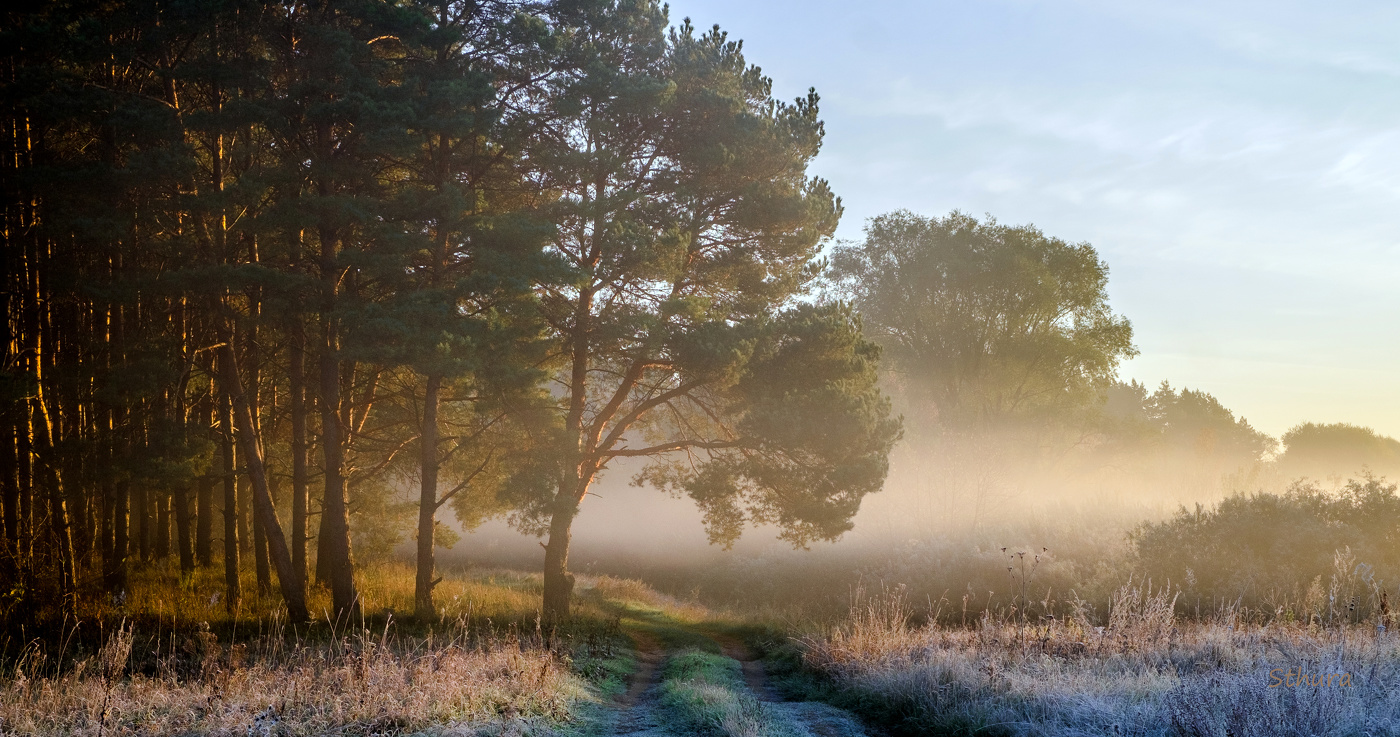 Туман у леса.