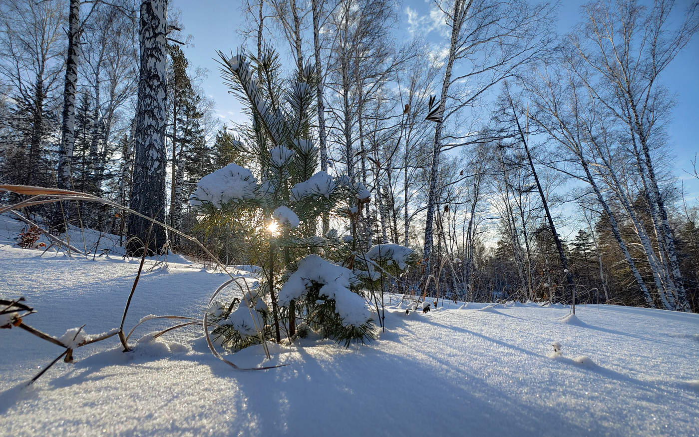 Маленькая ёлочка