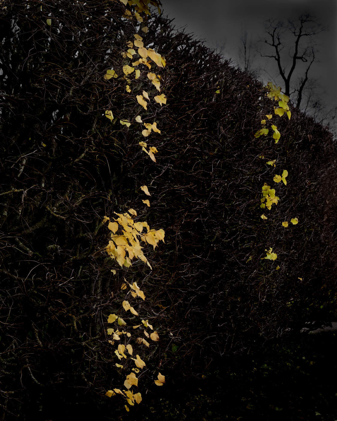 Беременная осень