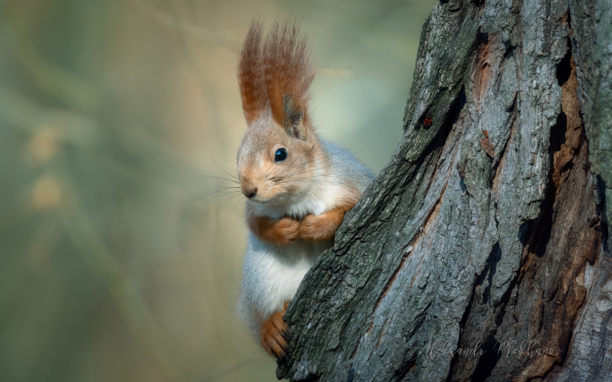 Портрет белки