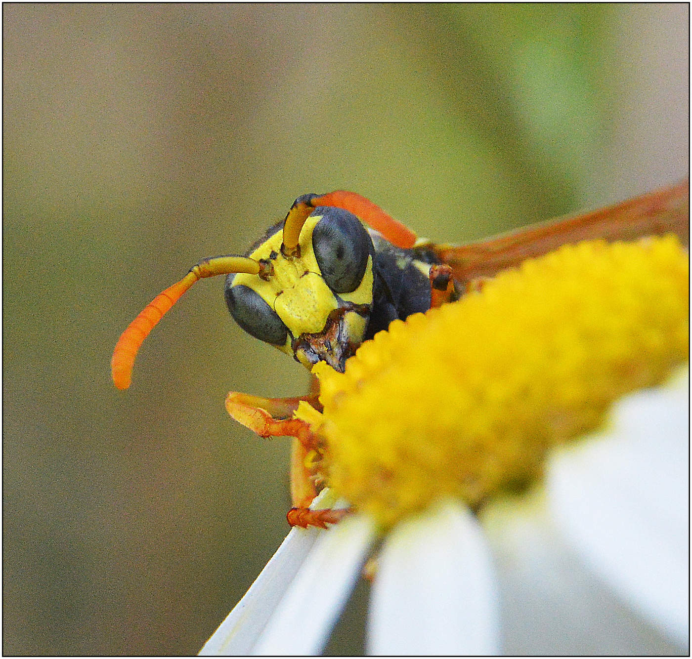 Ну и вкуснятина!