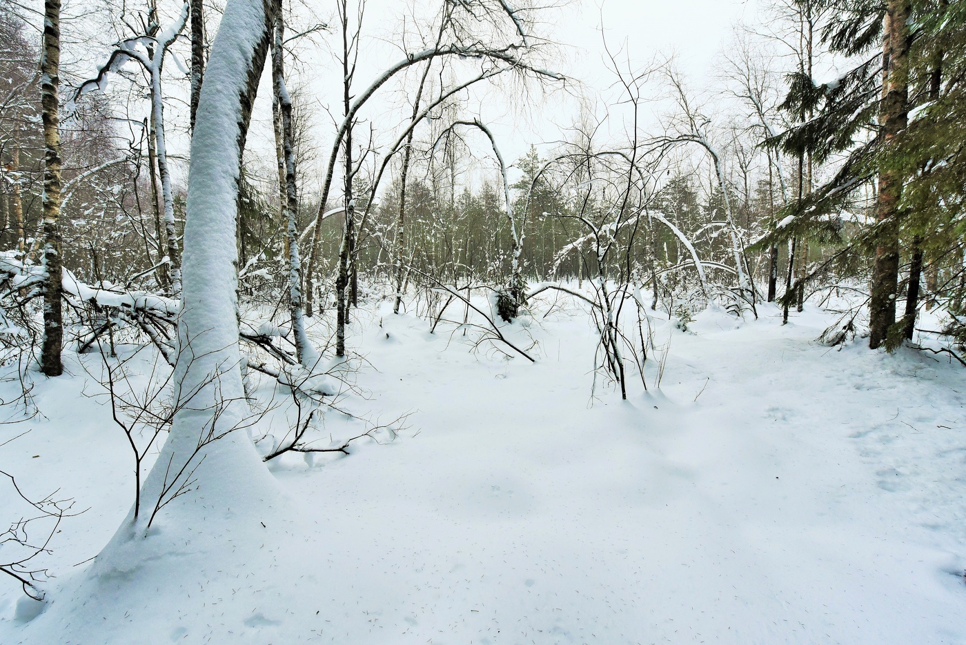 "Как этот серый день и нежен, и отраден..."