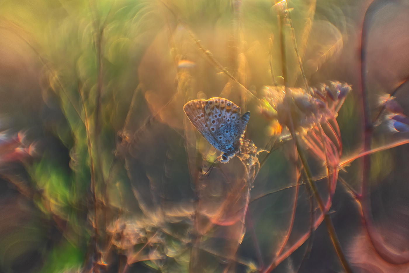 Про бабочку