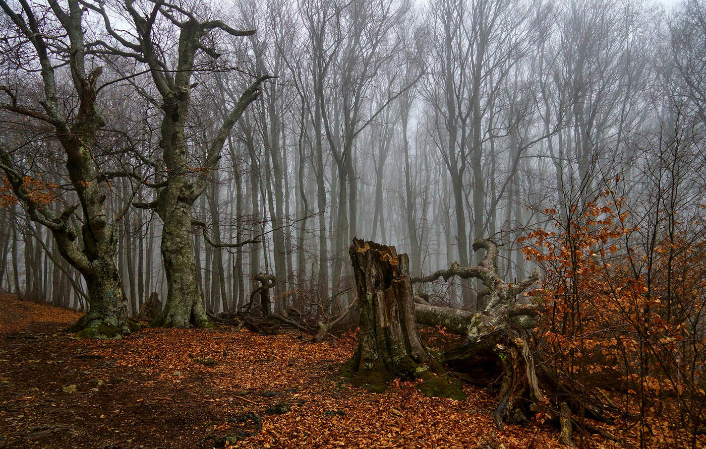 Декабрь на южных склонах Чатыр-Дага
