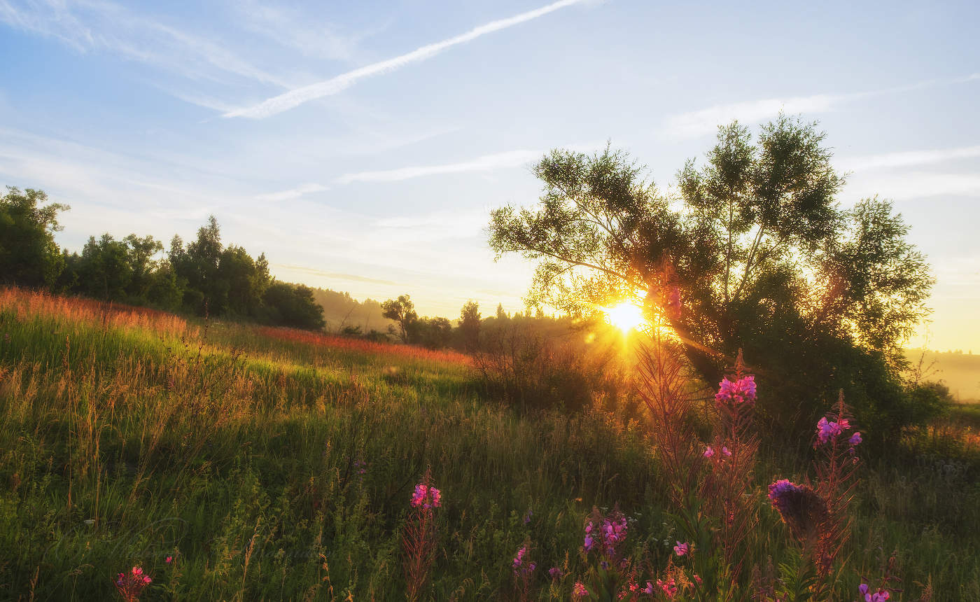 Цветёт Иван-Чай