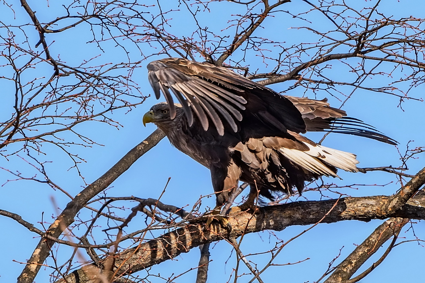 Орлан - белохвост